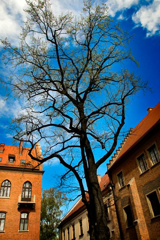 Collegium Maius - Jagiellonian University - Garden